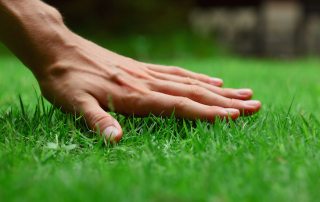 Lawn grass that destroys weeds and its agricultural technology