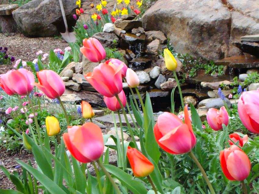 Plants for rockeries must be selected taking into account their flowering time Plants for rockeries must be selected taking into account their flowering time