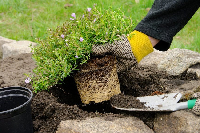 The process of planting plants in rockeries The process of planting plants in rockeries