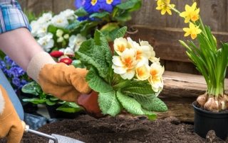 Catalog of perennial flowers for summer cottages: photos with names and descriptions of plants