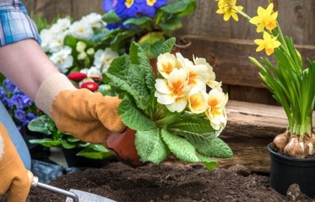 Catalog of perennial flowers for a summer residence: photo with names and descriptions of plants