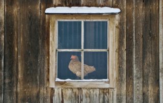 DIY winter chicken coop for 20 chickens: features and tips for making