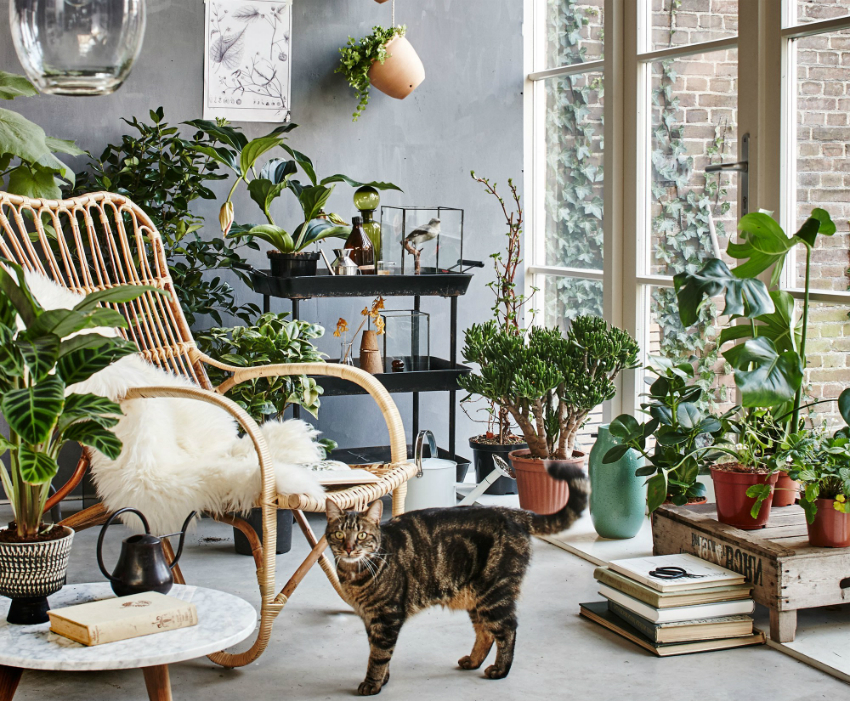 A large amount of daylight is important for plants, so by installing panoramic windows, you can easily organize a winter garden A large amount of daylight is important for plants, so by installing panoramic windows, you can easily organize a winter garden