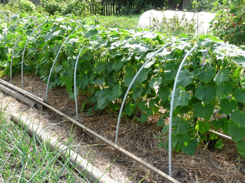 Cucumbers can only be watered from below, making sure that moisture does not stagnate at the roots Cucumbers can only be watered from below, making sure that moisture does not stagnate at the roots