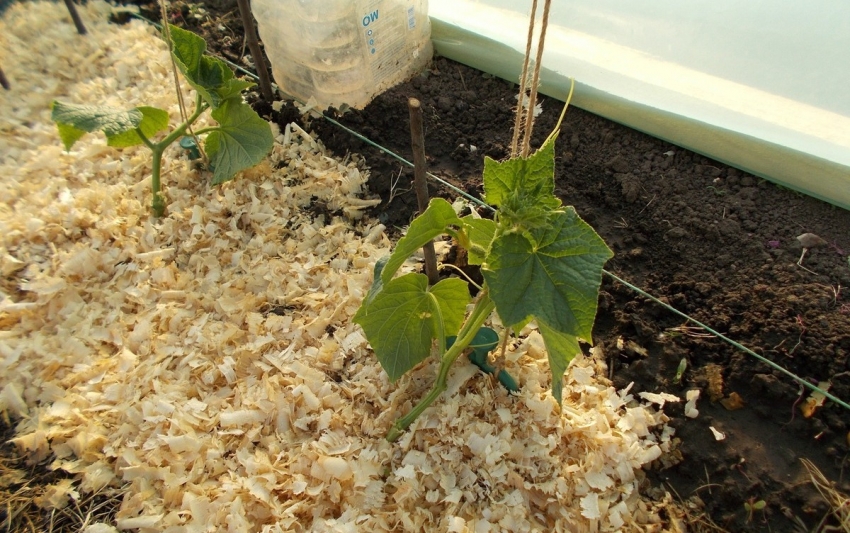 Cucumbers can be planted on insulated beds earlier than on open ground Cucumbers can be planted on insulated beds earlier than on open ground