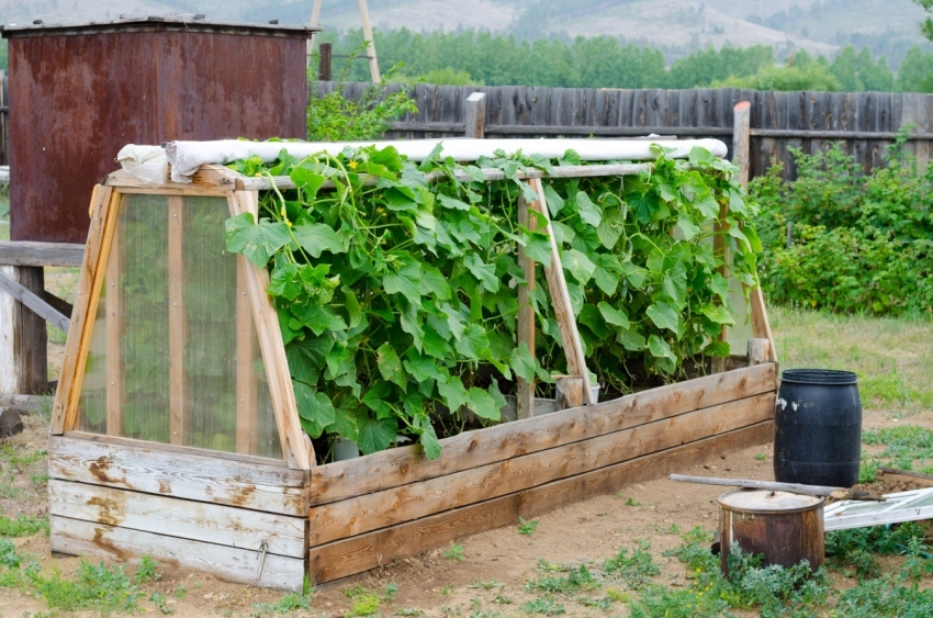 From ordinary tall beds, you can build mini-greenhouses that help preserve the crop during frost. From ordinary tall beds, you can build mini-greenhouses that help preserve the crop during frost.
