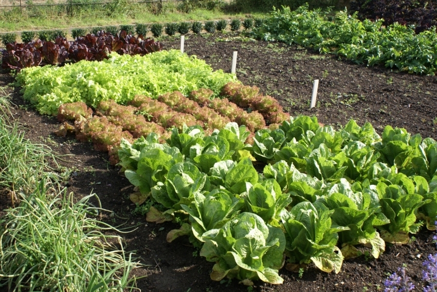 By planting the plants correctly, you can avoid the growth of weeds in the beds and paths By planting the plants correctly, you can avoid the growth of weeds in the beds and paths