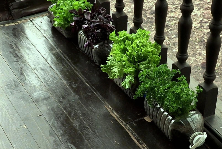 Annual plants can be grown in large plastic bottles and placed in a convenient location for the site Annual plants can be grown in large plastic bottles and placed in a convenient location for the site