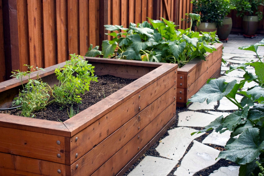 When planting plants, it is necessary to take into account the optimal amount of light and heat for certain crops, since the higher the bed, the faster it heats up When planting plants, it is necessary to take into account the optimal amount of light and heat for certain crops, since the higher the bed, the faster it heats up