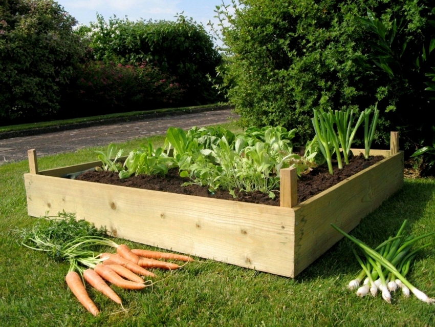 Onions and carrots are great neighbors, so it is customary to plant them next to Onions and carrots are great neighbors, so it is customary to plant them next to