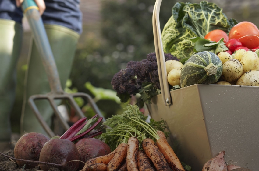 Proper planning of planting of vegetable crops is the key to a rich harvest Proper planning of planting of vegetable crops is the key to a rich harvest