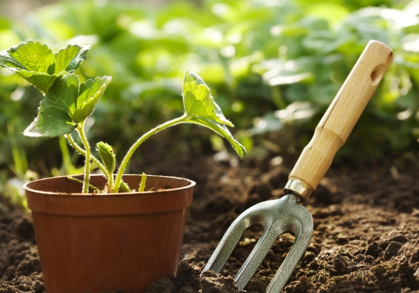 To increase yields and soil restoration, green manure and crop rotation should be used. To increase yields and soil restoration, green manure and crop rotation should be used.