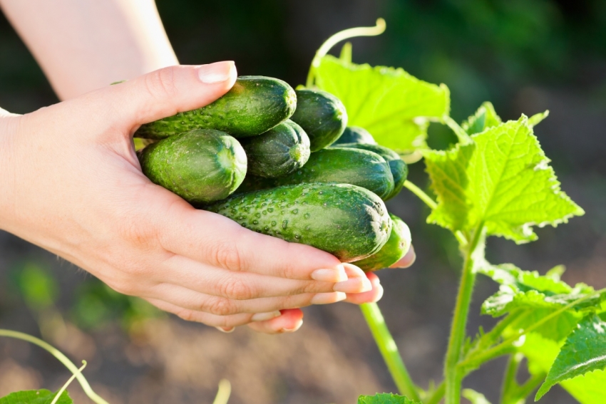 To get a rich harvest of cucumbers, the soil for the beds must be prepared in the fall. To get a rich harvest of cucumbers, the soil for the beds must be prepared in the fall.