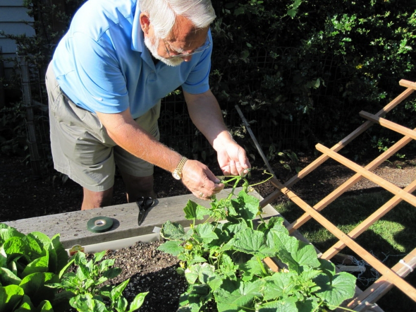 In order to collect clean cucumbers without soil, you need to think about what you can tie up long shoots In order to collect clean cucumbers without soil, you need to think about what you can tie up long shoots